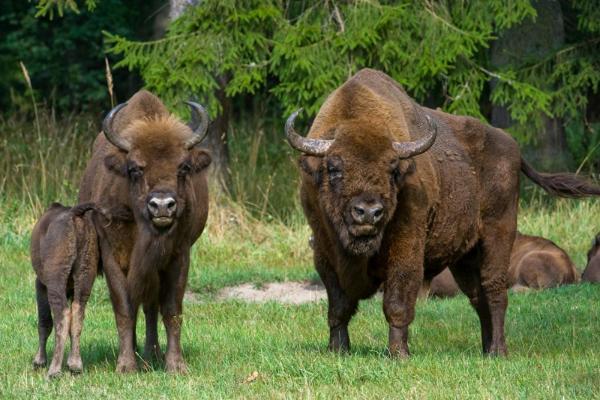 Pokoje Goscinne Z Lazienkami Niepołomice Εξωτερικό φωτογραφία